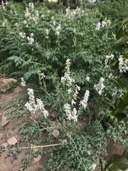 Corydalis caseana brandegeei
