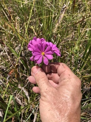 Sabatia gentianoides