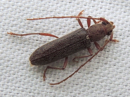 Micranoplium unicolor