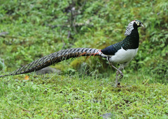 Lady Amherst's Pheasant photo 3