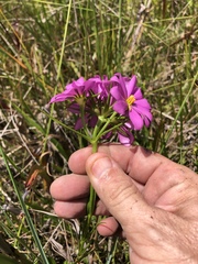 Sabatia gentianoides