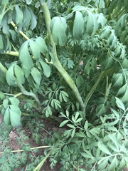 Corydalis caseana brandegeei