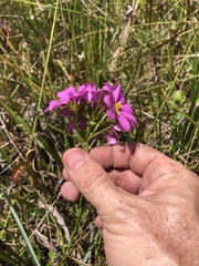 Sabatia gentianoides