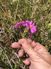 Sabatia gentianoides