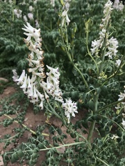 Corydalis caseana brandegeei