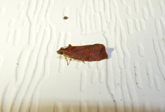 Evora hemidesma