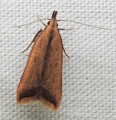 Dichomeris heriguronis