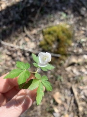 Anemonoides quinquefolia