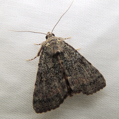 Catocala connubialis