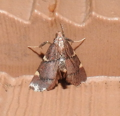 Hypsopygia thymetusalis