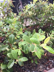 Rhodomyrtus tomentosa