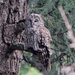 Père David's Owl - Photo (c) Jonathan M, some rights reserved (CC BY-NC), uploaded by Jonathan M