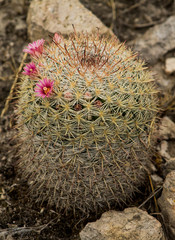 Mammillaria jaliscana jaliscana
