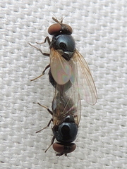 Lonchaea