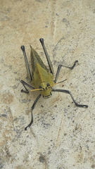 Taeniopoda varipennis