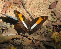 Adelpha boeotia