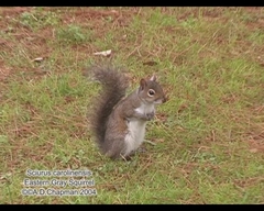 Sciurus carolinensis fuliginosus