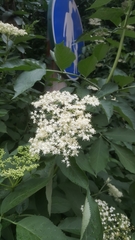 Sambucus nigra