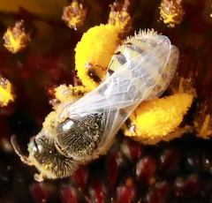 Cockerellia