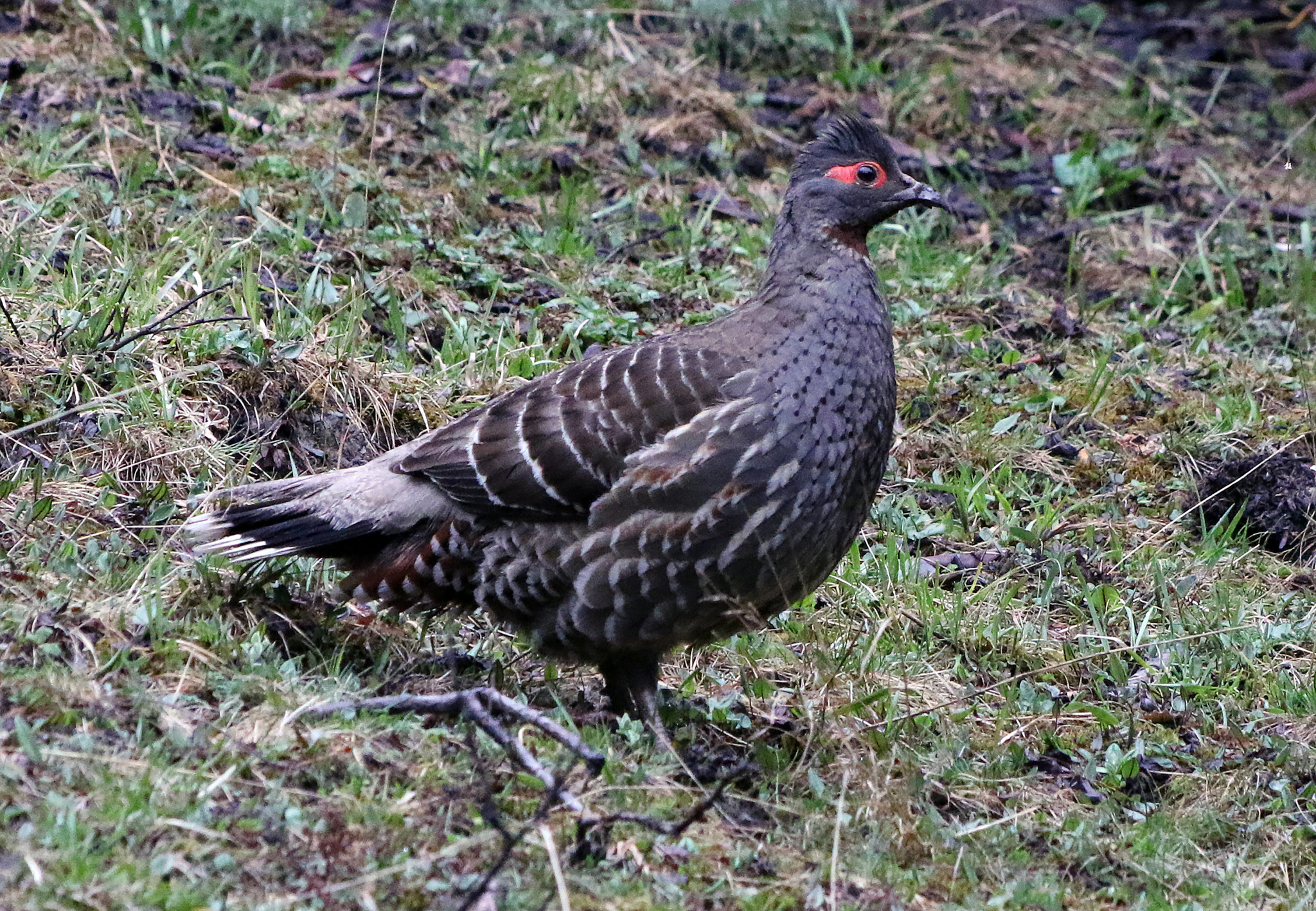 Chestnut-throated Monal-Partridge illustration
