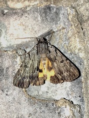 Catocala gracilis