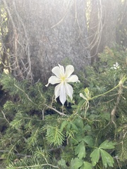 Aquilegia coerulea