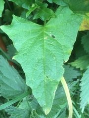 Blitum bonus-henricus