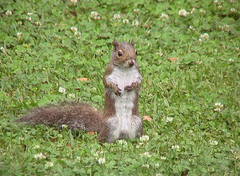 Sciurus carolinensis fuliginosus