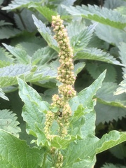 Blitum bonus-henricus