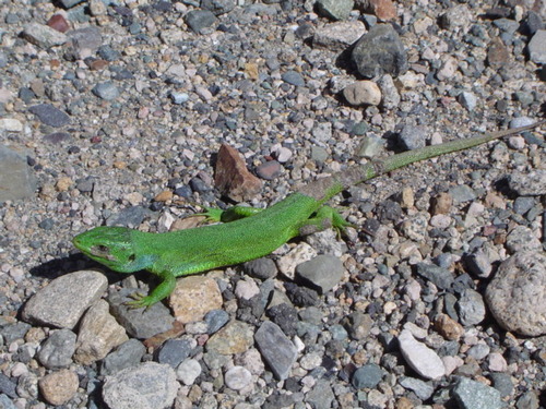 Lacerta media