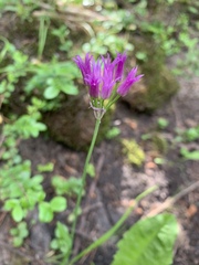 Amerallium