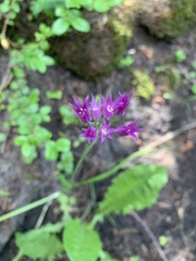 Amerallium