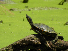 Trachemys venusta venusta