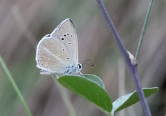 Polyommatus dolus