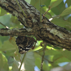 Myscelia ethusa ethusa