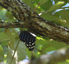 Myscelia ethusa ethusa