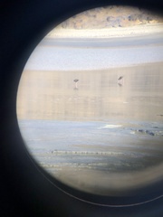 Himantopus novaezelandiae