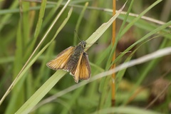 Thymelicus sylvestris