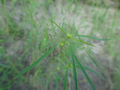 Euphorbia hexagona