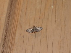 Diathrausta