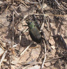 Cicindela obsoleta