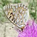 Argynnis callippe calgariana - Photo (c) Matthias Buck, alguns direitos reservados (CC BY-NC), uploaded by Matthias Buck