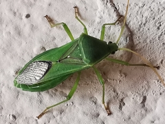 Discogastrini