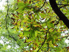 Phyllosticta sphaeropsoidea