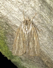 Acronicta lithospila