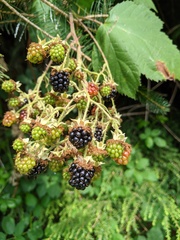 Rubus bifrons