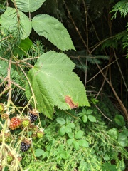 Rubus bifrons