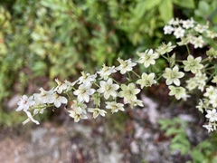 Stenanthium leimanthoides