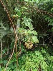 Rubus bifrons