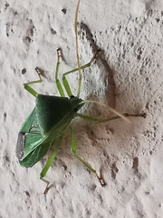 Discogastrini